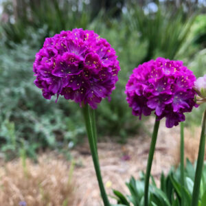 Perennial - Armeria