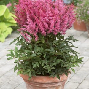 Perennial - Astilbe