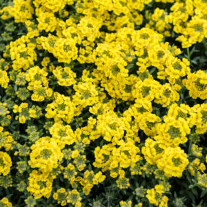 Perennial - Allysum