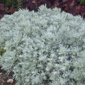 Perennial - Artemesia