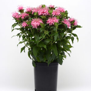 Perennial - Monarda