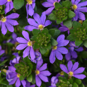 6.5" - Scaevola