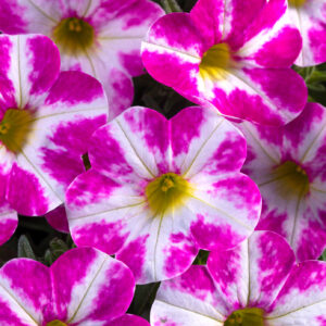 10" HB Calibrachoa - Candy Shop