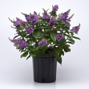 6 .5" Premium Annuals