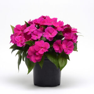 4.5" Impatiens