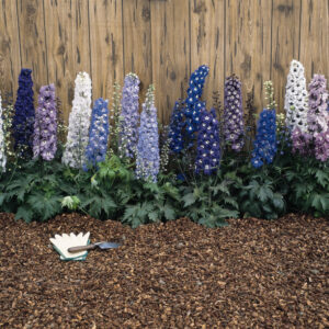 Perennial - Delphinium