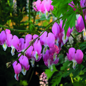 Perennial - Dicentra