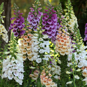 Perennial - Digitalis