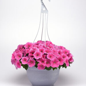 10" HB Petunia - Easy Wave, Headliner, Jewel (Double)