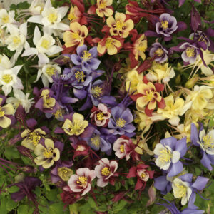 Perennial - Aquilegia