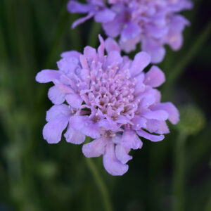 Perennial - Scabiosa