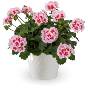 10" HB Geranium - Calliope