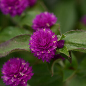 4.5" Gomphrena