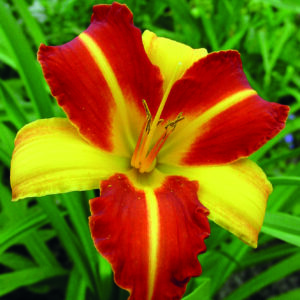 Perennial - Hemerocallis