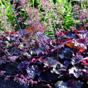 Perennial - Heuchera