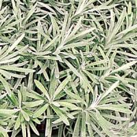 4.5" Helichrysum