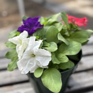 6.5" - Petunia