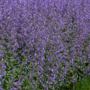 Perennial - Nepeta