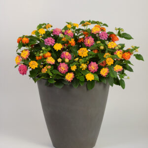 4.5" Lantana