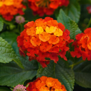 6.5" - Lantana
