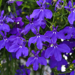 4.5" Lobelia