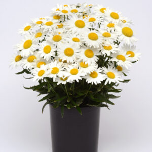 Perennial - Leucanthemum