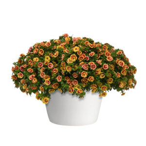 10" HB Calibrachoa - Mini Famous Double