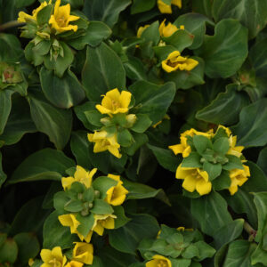 Perennial - Lysimachia