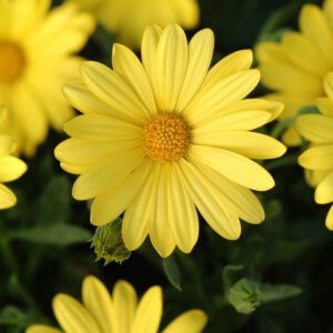 4.5" Osteospermum