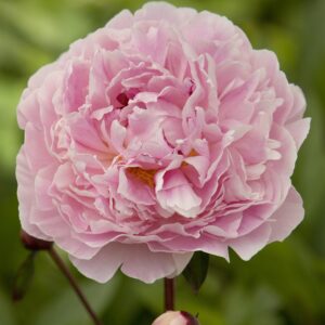 Perennial - Peony