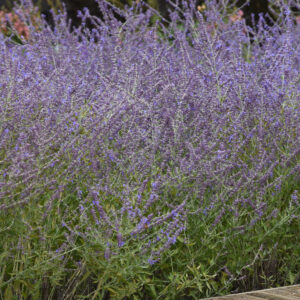 Perennial - Perovskia