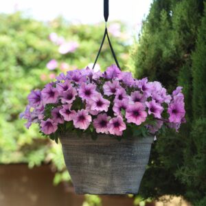 10" HB Petunia - Bee's Knees, Cannon Ball, Cascadia