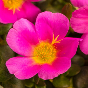 10" HB Portulaca