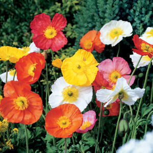 Perennial - Papaver