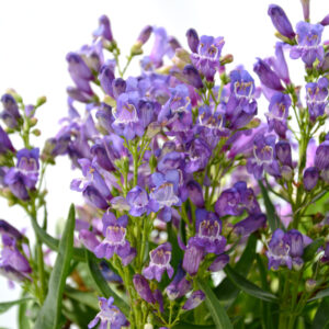 Perennial - Penstemon