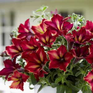 10" HB Petunia-Crazytunia