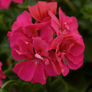 10" HB Geranium - Ivy