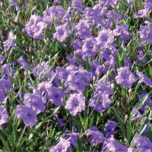 4.5" Ruellia