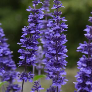 6.5" - Salvia