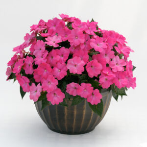 10" HB Impatiens
