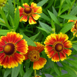Perennial - Helenium