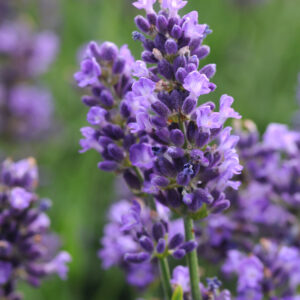 Perennial - Lavandula