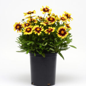 Perennial - Coreopsis