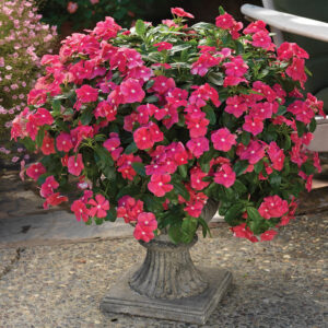 10" HB Vinca