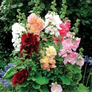 Perennial - Alcea (Hollyhock)