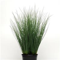 4.5" Grasses
