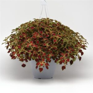 10" HB Coleus