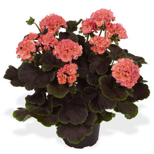 4.5" Geranium