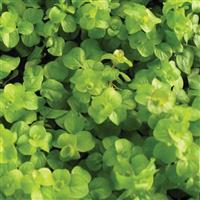 4.5" Lysimachia