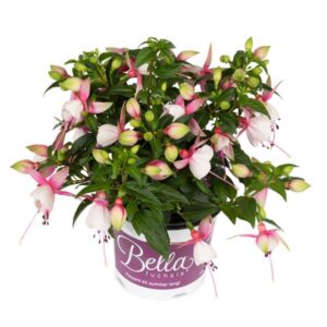 4.5" Fuchsia
